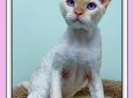 Julianus Yulik - Devon Rex Cat For Sale - 