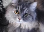 Blue Cream Persian - Persian Kitten For Sale - Parma&comma; OH&comma; US
