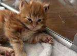 Pumpkin spice - Maine Coon Kitten For Sale - Turlock&comma; CA&comma; US