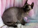 Lilith - Sphynx Cat For Sale - Dresden&comma; OH&comma; US