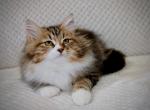 Mindy - Siberian Kitten For Sale - Ooltewah&comma; TN&comma; US