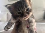 Pumpkin latte - Maine Coon Kitten For Sale - 