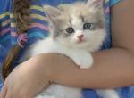 CottonCandy Dollface Persian - Persian Kitten For Sale - Temecula&comma; CA&comma; US