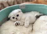Carmel - Domestic Kitten For Sale - 