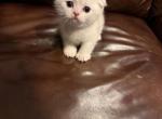 Peaches - Domestic Kitten For Sale - Piscataway&comma; NJ&comma; US