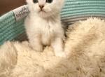 Marmelaide - Domestic Kitten For Sale - 