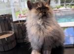 PARIS - Persian Kitten For Sale - Sand Lake&comma; FL&comma; US