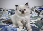 Errol - Ragdoll Kitten For Sale - Tuscaloosa&comma; AL&comma; US