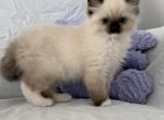 Ragdoll kitten - Ragdoll Kitten For Sale - Auburn&comma; WA&comma; US