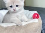 Blue Golden Chinchilla kitten LaMajeur Cattery - British Shorthair Kitten For Sale - 