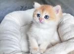 Golden British Shorthair kitten LaMajeur Cattery - Brazilian Shorthair Kitten For Sale - Burlington&comma; WA&comma; US