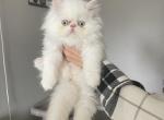 Snowy - Persian Kitten For Sale - Philadelphia&comma; PA&comma; US