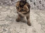 Elliot - Scottish Fold Kitten For Sale - Naperville&comma; IL&comma; US
