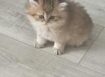 Sunny - Scottish Straight Kitten For Sale - Naperville&comma; IL&comma; US