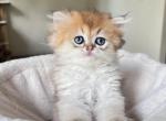 True Little Teddy Bear LaMajeur Cattery - British Shorthair Kitten For Sale - 