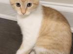 Martin - Domestic Kitten For Sale - Philadelphia&comma; PA&comma; US