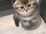 Elliot - Scottish Fold Kitten For Sale - Naperville&comma; IL&comma; US