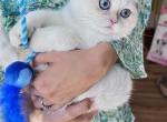 Golden  British shorthair Colorpoint kitten - British Shorthair Kitten For Sale - 