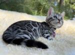 Jasmine - Bengal Kitten For Sale - 