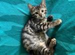 Charcoal Bengal Simba - Bengal Kitten For Sale - GA&comma; US