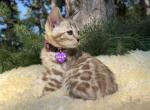 Calla - Bengal Kitten For Sale - 
