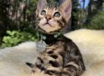 Willow - Bengal Kitten For Sale - 