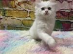 Smug - Persian Kitten For Sale - West Branch&comma; MI&comma; US