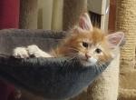 Freedom - Maine Coon Kitten For Sale - Trevor&comma; WI&comma; US