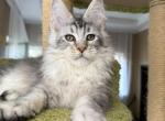 Milo - Maine Coon Kitten For Sale - NY&comma; US