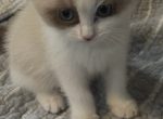 Persian Ragdolls - Ragdoll Kitten For Sale - Mobile&comma; AL&comma; US