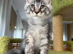 Harley - Maine Coon Kitten For Sale - NY&comma; US