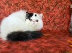 Black & White Male - Persian Kitten For Sale - 