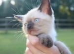 Derpy - Siamese Kitten For Sale - 