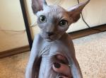 Pretzel the Sphynx Kitten - Sphynx Kitten For Sale - 