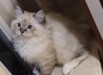 Seal lynx mitted - Ragdoll Kitten For Sale - 