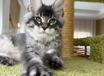 Gorgeous Silver Tabby Hex - Maine Coon Kitten For Sale - NY&comma; US