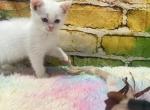 Willow - British Shorthair Kitten For Sale - West Branch&comma; MI&comma; US