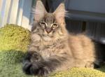 Handsome Silver Tabby Hank - Maine Coon Kitten For Sale - NY&comma; US