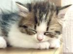 Patootie Dollface Persian - Persian Kitten For Sale - Temecula&comma; CA&comma; US
