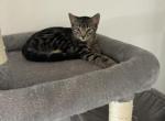 Poly Tiger Lily of Topaz        Twin of Marigold - Polydactyl Kitten For Sale - WI&comma; US