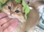 Sunny long hair - Scottish Straight Kitten For Sale - Naperville&comma; IL&comma; US