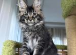 Black Silver Tabby Hermes - Maine Coon Kitten For Sale - NY&comma; US