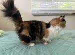 Mango - Munchkin Kitten For Sale - 