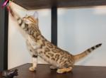 Kari - Bengal Kitten For Sale - Valparaiso&comma; IN&comma; US