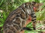 Raven brown rosetted bengal kitten female for sale - Bengal Kitten For Sale - Saint Augustine&comma; FL&comma; US
