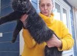 Chanel - Maine Coon Kitten For Sale - 