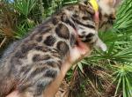 Wendy Brown rosetted bengal kitten female for sale - Bengal Kitten For Sale - Saint Augustine&comma; FL&comma; US