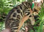 Pumpkin Brown spotted bengal kitten available - Bengal Kitten For Sale - Saint Augustine&comma; FL&comma; US