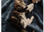 Lula - Domestic Kitten For Sale - Lake Stevens&comma; WA&comma; US