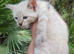 Snow lynx bengal kitten available for sale - Bengal Kitten For Sale - 